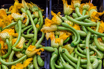 Raw zucchini Romanenca in vegetable containers in vegetable market