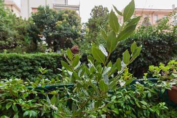 Wet branch of young bay laurel during a rain