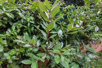 Wet branch of young bay laurel during a rain