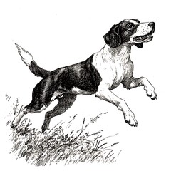 Black and white illustration of a running dog.