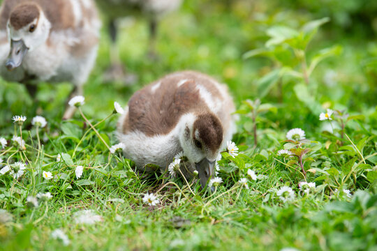 Egyptian goose chick, alopochen aegyptiaca on a meadow with daisy flowers in spring, animal and water bird 