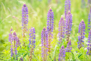 Wild lupins on a meadow in Germany, purple colored flowers in summer, lupine field blooming