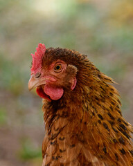Hen portrait