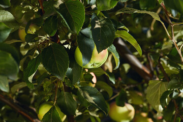 Green apple with a hint of red hidden among lush green leaves on a tree branch in natural light.