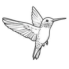 Obraz premium Hummingbird Outline Drawing Simple Coloring Page for Kids