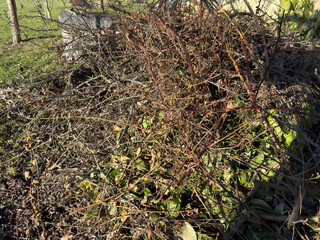 Green waste in the garden Spring tree and bushes waste