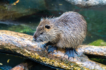 Nutria (myocastor coypus), an invasive species introduced from south america, land mammals that are close to water, nocturnal animals, nicknamed giant rats
