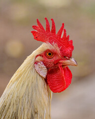 Rooster portrait