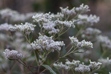 Small White Flowers in the fall 