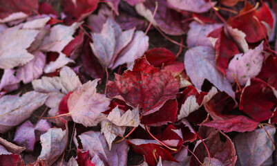 Red Maple Leaves on the Ground - Autumn