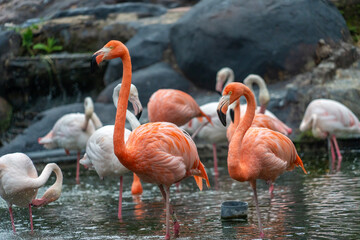 American flamingo (Phoenicopterus ruber) is a large species of flamingo in the park, also known as the Caribbean flamingo.