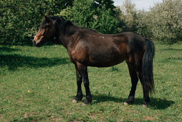 Obraz premium Horse in grass field in spring