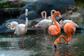 American flamingo (Phoenicopterus ruber) is a large species of flamingo in the park, also known as the Caribbean flamingo.
