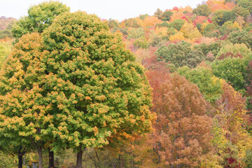 Obraz premium New York Adirondack Mountains Fall Leaves on Trees Yellow Foliage