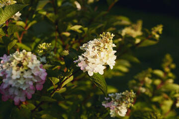 Hydrangea flowers blooming with white and pink petals, lit by warm sunlight, in lush greenery.