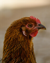 Hen portrait