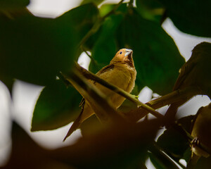 Little yellow bird in a tree in Niamey Niger
