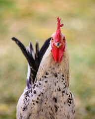 Rooster portrait