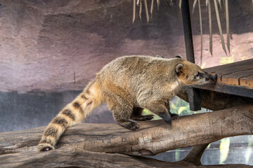 Quati or Coati(Nasua). Is a mammal of the order Carnivore, family Procyonidae and genus Nasua. The group is distributed from Arizona to northern Argentina.