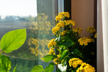 Bright yellow flowers reflected in a sunlit window