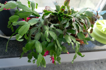 Green Thanksgiving cactus with pink buds on windowsill.