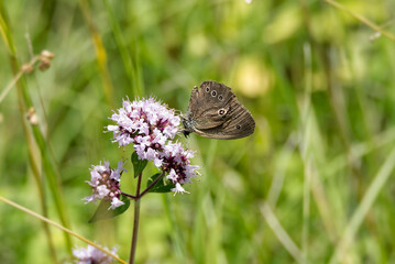 Ringlet (Aphantopus hyperantus) butterfly sitting on a pink flower in Zurich, Switzerland
