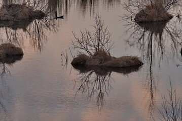 Russia. The South of Western Siberia. The dawn reflection of bare bushes on a spring swamp flooded with meltwater.