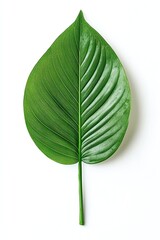 Fototapeta premium A vibrant green leaf with a smooth texture and clearly defined veins, representing natural beauty and tranquility in a minimalist setting.