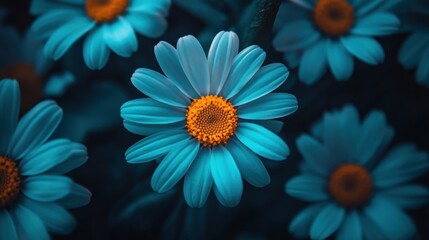 Beautiful Blue Daisy Flower with Yellow Center Against Dark Background