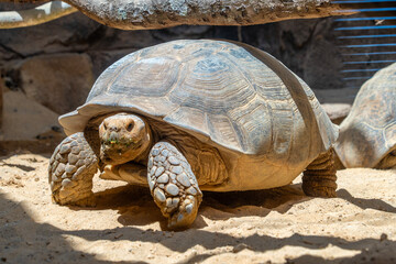 African spurred tortoise (Centrochelys sulcata), also known as the sulcata tortoise.