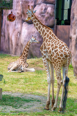 Giraffe (Giraffa camelopardalis) is an African artiodactyl mammal, the tallest living terrestrial animal and the largest ruminant.