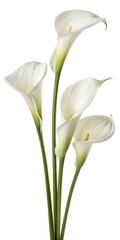 calla lily white background isolated
