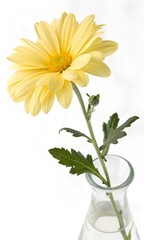 yellow chrysanthemum in vase