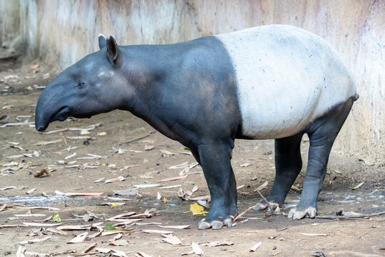 Malayan tapir (Tapirus indicus), also known as the Asian tapir. Wildlife animal.