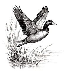 Black and white drawing of a mallard duck taking flight over water and reeds.