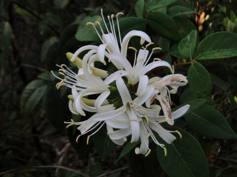 Flower of the Brazilian Cerrado, Spiranthera odoratissima, manaca do campo