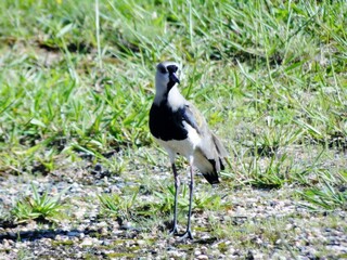 Bird Vanellus chilensis, known as Quero-Quero or Teteu