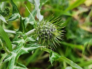 Close-Up of a Thistle Plant with Spiky Green Bud