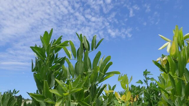 Field bean plants, green beans on a rural farm, broad bean, Broad Beans in the vegatable garden. Vicia faba, also known in the culinary sense as the broad bean, fava bean, or faba bean is a species.