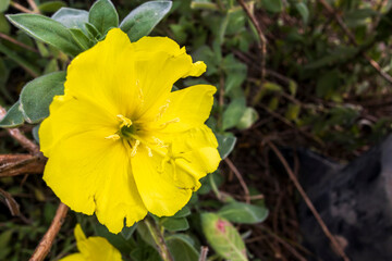 Oenothera drummondii near the Mediterranean Sea. Flora and fauna of Israel.
