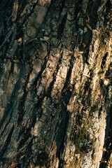 texture of oak bark close-up