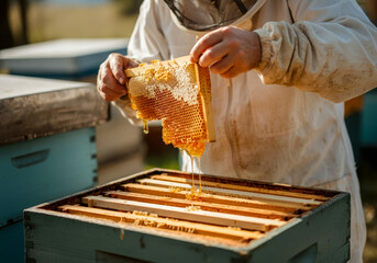 Bee keeper extracts honey from honeycomb frames during a sunny day in a rural apiary