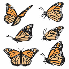 collection of butterflies