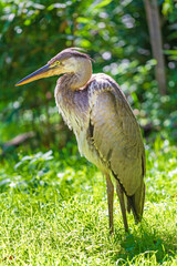 Graureiher - Wald - Reiher - Fischreiher