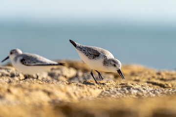 Sanderling aus der Gattung der Strandläufer am Strand von Rota in Spanien / Vogel