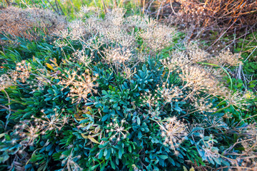 Dry seeds of  Crithmum is a monospecific genus of flowering plant in the carrot family, Apiaceae. The sole species, Crithmum maritimum.
