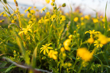 Senecio leucanthemifolius is a plant common in sea-side in Mediterranean area.