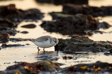 Sanderling aus der Gattung der Strandläufer am Strand von Rota in Spanien / Vogel
