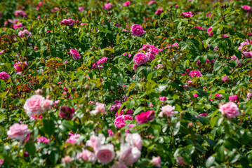 Rose flower on background blurry pink roses flower in the garden of roses. Nature.
