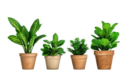 A beautiful collection of potted indoor plants in various sizes and styles. transparent background
